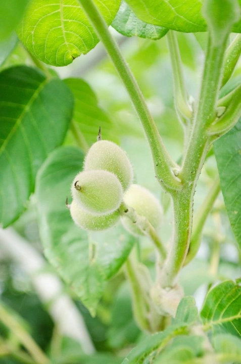 263_10355535_10152568198433203_5667855806309416059_o-678x1024