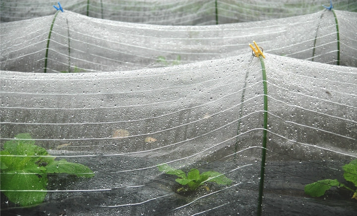 Kotaki, Soba, Aspara