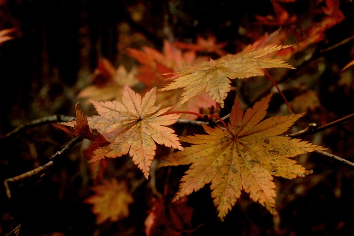 Traditional Food & Culture Books in Kichijoji