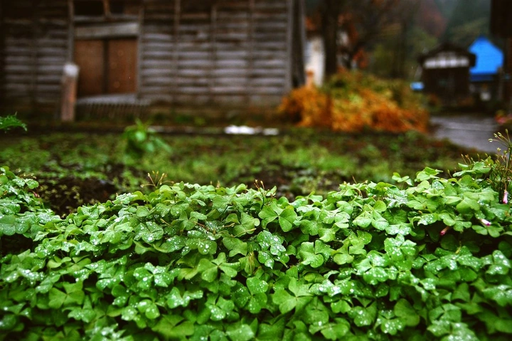 65_11_kotaki-in-automn