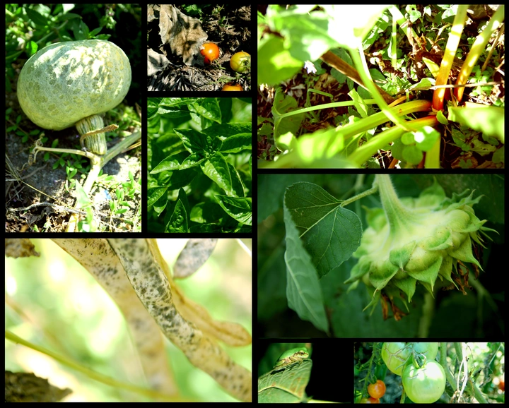 Almost October Garden