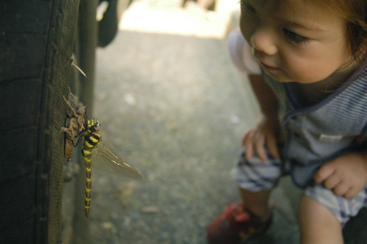 Dragonfly Becomes Adult